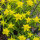 Euphorbe dorée (Euphorbia epithymoides syn. polychroma) Graines
