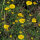 Anthémis/ camomille des teinturiers (Anthemis tinctoria) graines