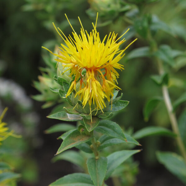 Carthame (Carthamus tinctorius) semences