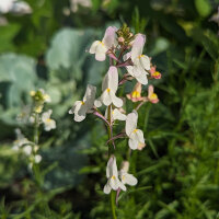 Linaire du Maroc (Linaria maroccana) Graines