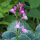 Linaire du Maroc (Linaria maroccana) Graines