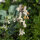 Linaire du Maroc (Linaria maroccana) Graines