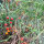 Wildtomaten-Mischung (Solanum pimpinellifolium) Samen