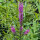 Salicaire commune (Lythrum salicaria) graines