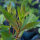 Salicaire commune (Lythrum salicaria) graines