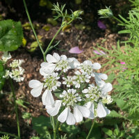 Orlaya à grandes fleurs (Orlaya grandiflora) graines
