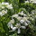 Orlaya à grandes fleurs (Orlaya grandiflora) graines