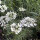 Orlaya à grandes fleurs (Orlaya grandiflora) graines
