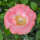 Mélange de coquelicots Shirley (Papaver rhoeas) graines