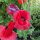 Mélange de coquelicots Shirley (Papaver rhoeas) graines