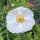 Mélange de coquelicots Shirley (Papaver rhoeas) graines