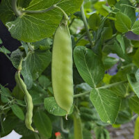 Pois mange-tout Corne de Belier (Pisum sativum) graines