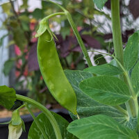 Pois mange-tout Corne de Belier (Pisum sativum) graines