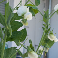 Pois mange-tout Corne de Belier (Pisum sativum) graines