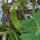 Pois mange-tout Corne de Belier (Pisum sativum) graines