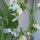 Pois mange-tout Corne de Belier (Pisum sativum) graines