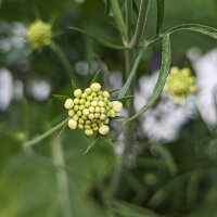 Scabieuse jaune pâle (Scabiosa ochroleuca) graines