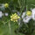 Scabieuse jaune pâle (Scabiosa ochroleuca) graines