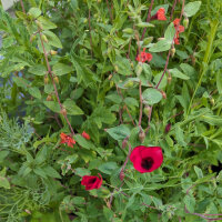 Bouquet de fleurs rouges