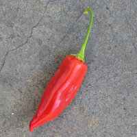 Chili Aji Delight (Capsicum baccatum) Bio-Saatgut