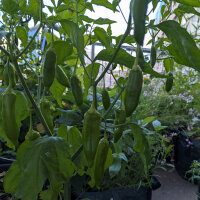 Chili Aji Delight (Capsicum baccatum) Bio-Saatgut
