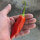 Chili Aji Delight (Capsicum baccatum) Bio-Saatgut
