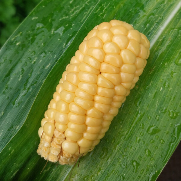 Maïs doux Yucon Chief (Zea mays) Graines biologiques