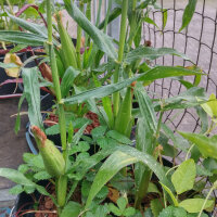Zuckermais Yucon Chief (Zea mays) Bio-Saatgut