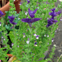 Sauge verte (Salvia viridis) semences