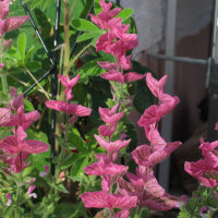 Sauge verte (Salvia viridis) semences