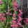 Sauge verte (Salvia viridis) semences