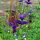 Sauge verte (Salvia viridis) semences