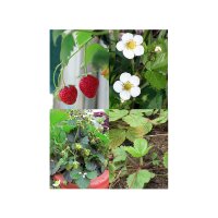 Anciennes variétés de fraises - Kit de semences