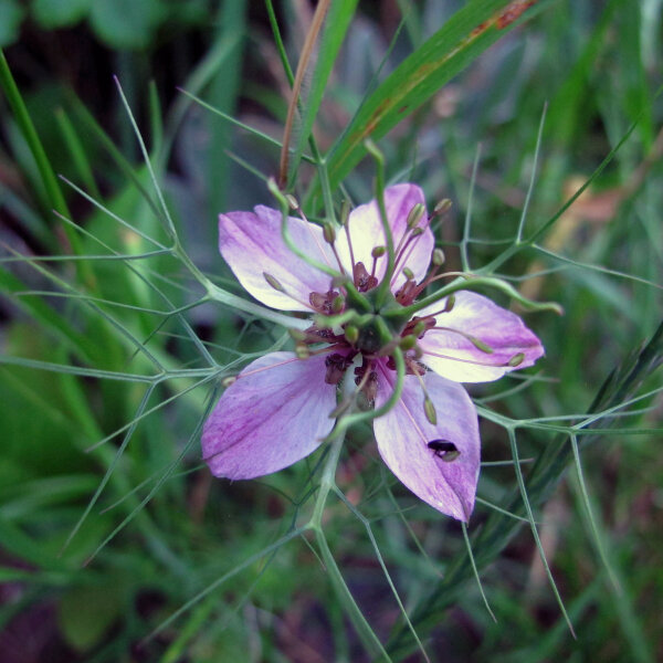 Nigelle de Damas rose Persian Rose (Nigella damascena) graines