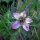 Nigelle de Damas rose Persian Rose (Nigella damascena) graines