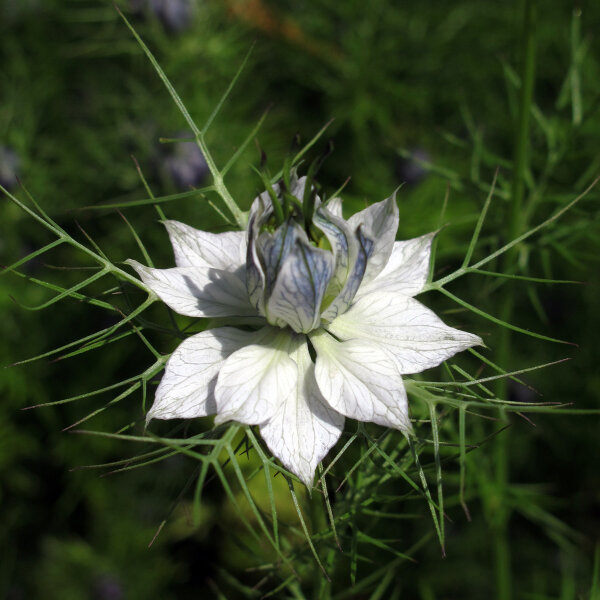 Nigelle de Damas blanche Miss Jekyll White (Nigella damascena) graines