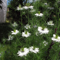 Nigelle de Damas blanche Miss Jekyll White (Nigella...