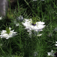 Nigelle de Damas blanche Miss Jekyll White (Nigella damascena) graines