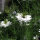 Nigelle de Damas blanche Miss Jekyll White (Nigella damascena) graines
