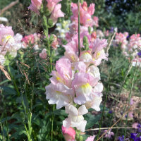 Gueule-de-lion Appleblossom  (Antirrhinum majus)  graines
