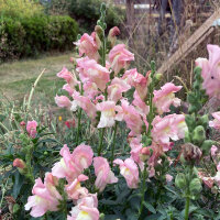 Gueule-de-lion Appleblossom  (Antirrhinum majus)  graines