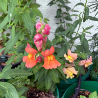 Muflier Orange Wonder (Antirrhinum majus) graines