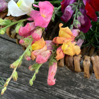 Muflier Orange Wonder (Antirrhinum majus) graines