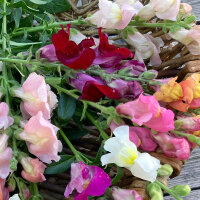Muflier Ruby (Antirrhinum majus) graines