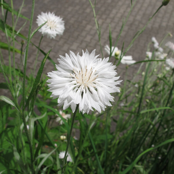Bleuet des champs White Ball   (Centaurea cyanus) graines