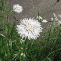 Bleuet des champs White Ball   (Centaurea cyanus) graines