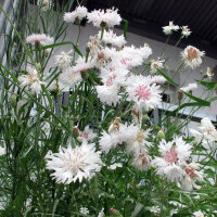 Bleuet des champs White Ball   (Centaurea cyanus) graines