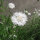 Bleuet des champs White Ball   (Centaurea cyanus) graines