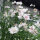 Bleuet des champs White Ball   (Centaurea cyanus) graines