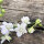 Pied-d’alouette des champs White King (Consolida ajacis) graines